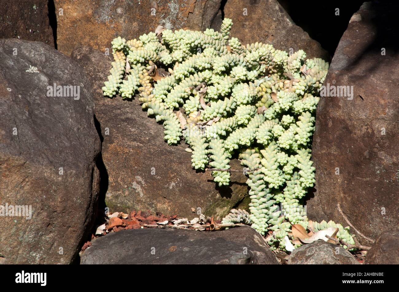 Sydney Australia, trailing stems of sedum morganianum or donkey tail in rockery garden Stock Photo