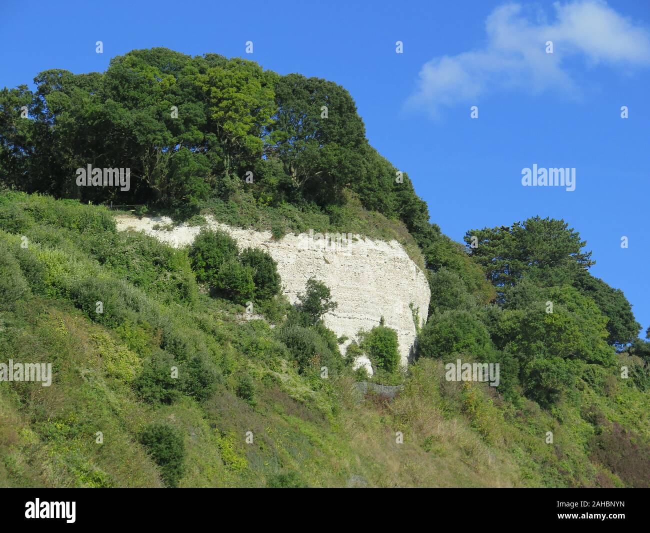 Chalk cliff face above Beer Beach in Devon, UK Stock Photo Alamy