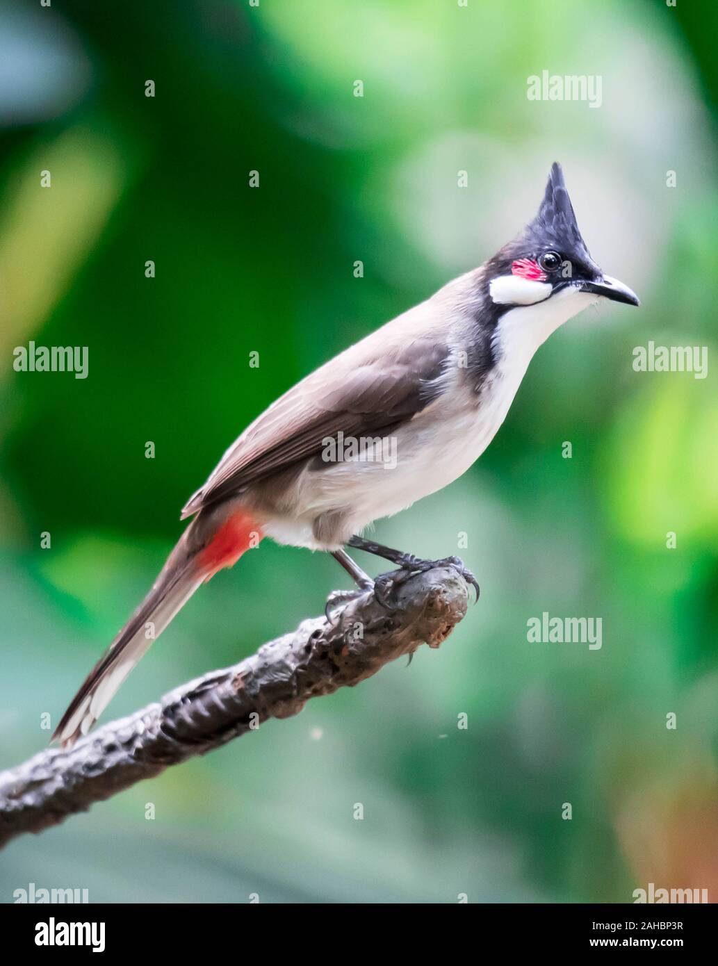 A Red-whiskered Bulbul bird is a passerine bird found in Asia Stock Photo