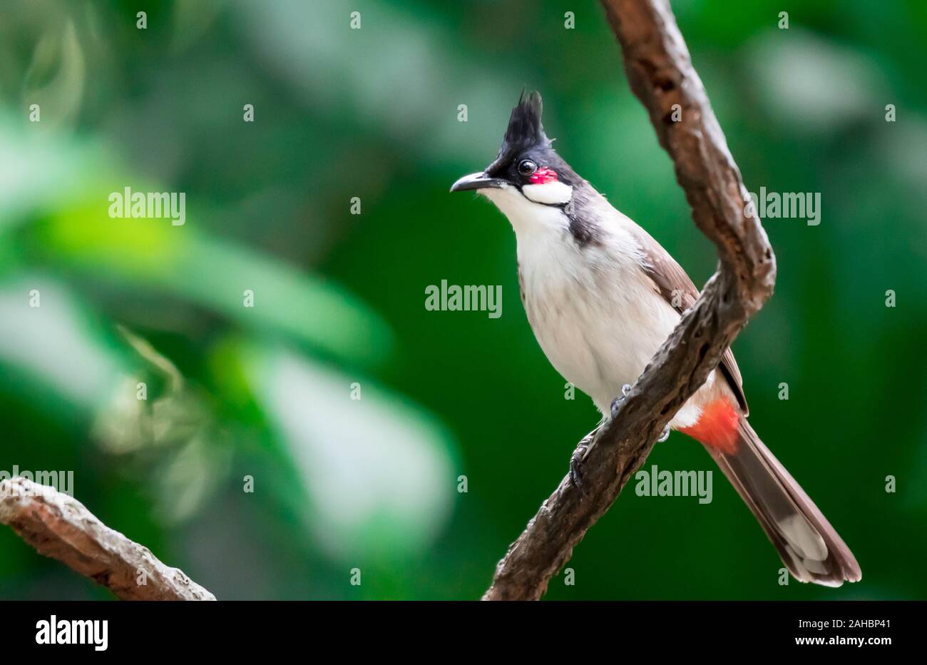 A Red-whiskered Bulbul bird is a passerine bird found in Asia ...