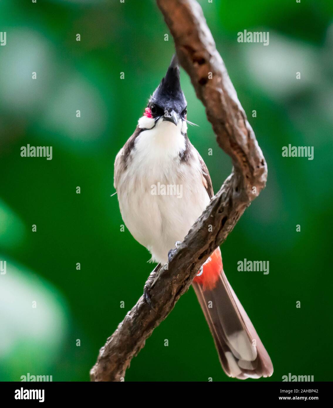A Red-whiskered Bulbul bird is a passerine bird found in Asia Stock Photo