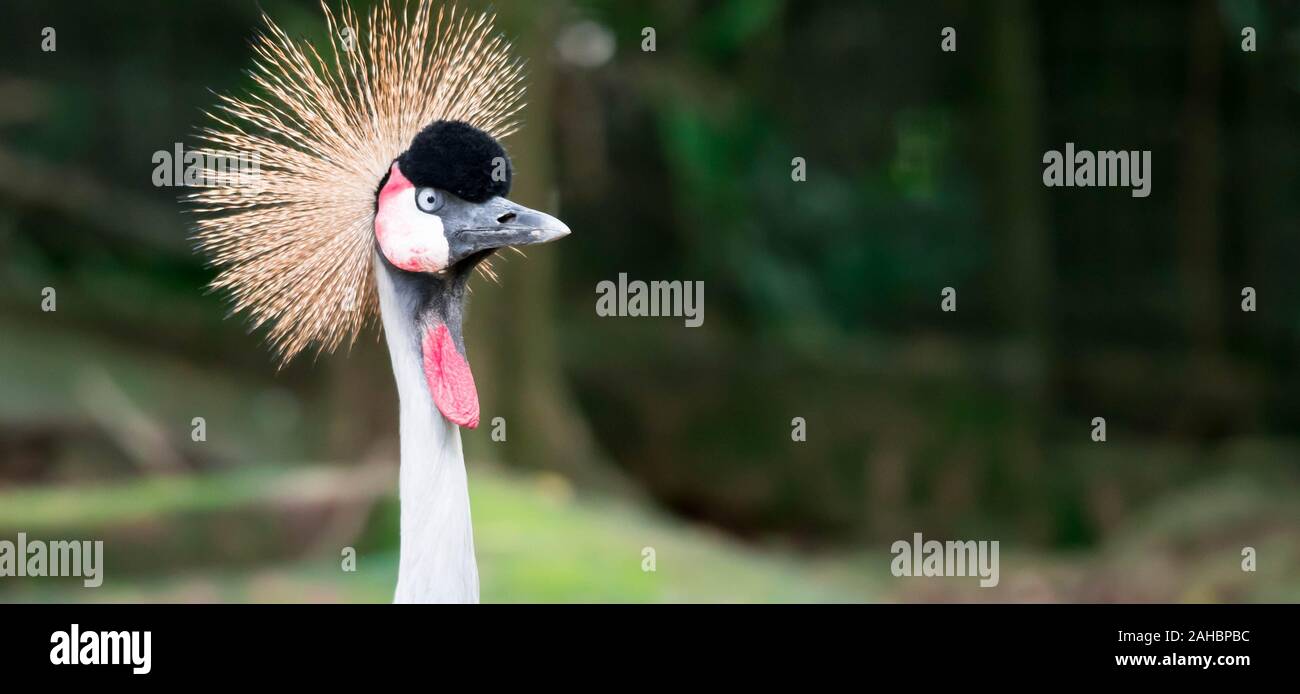 A Grey crowned crane, also known as the African crowned crane, golden crested crane, golden crowned crane, East African crane, East African crowned cr Stock Photo