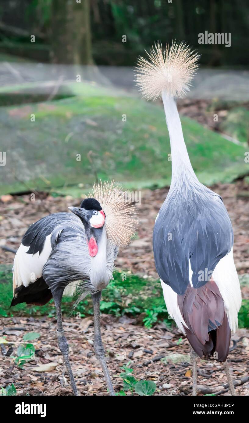 A Grey crowned crane, also known as the African crowned crane, golden crested crane, golden crowned crane, East African crane, East African crowned cr Stock Photo
