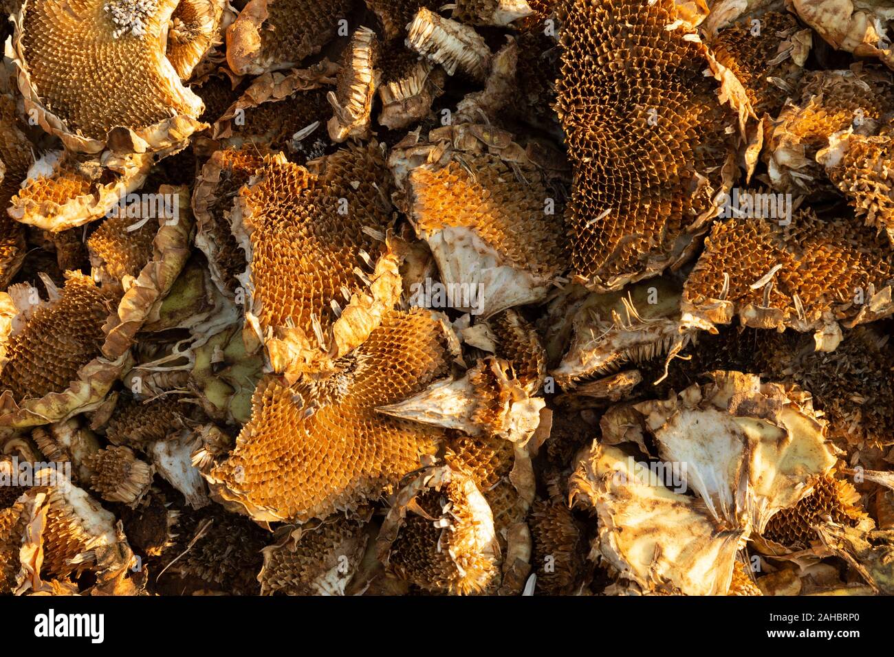 sunflower heads after having their seeds extracted Stock Photo Alamy