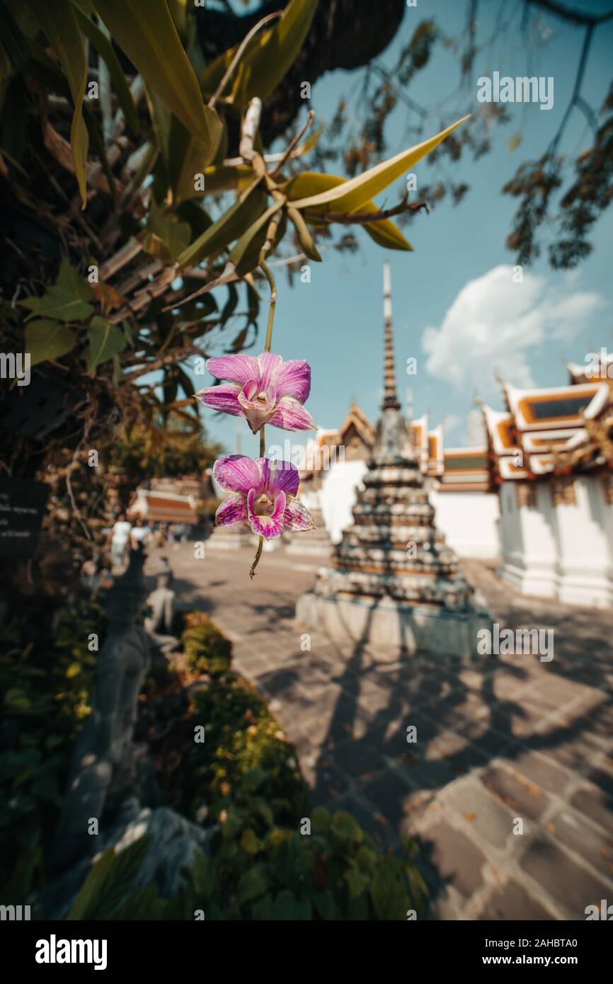 Thailand Bangkok Temple in Background with pink Orchids Stock Photo