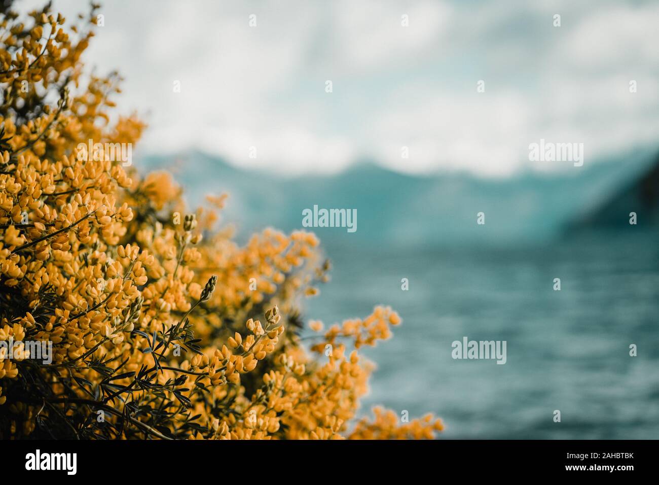 yellow flowers with blue lake in the background Stock Photo