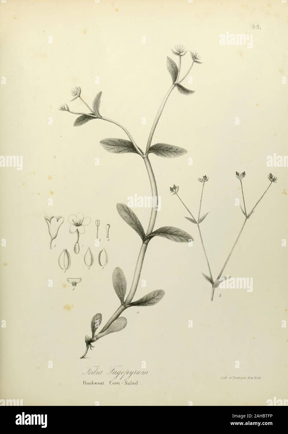 Page 2 Botanical Print Historic High Resolution Stock