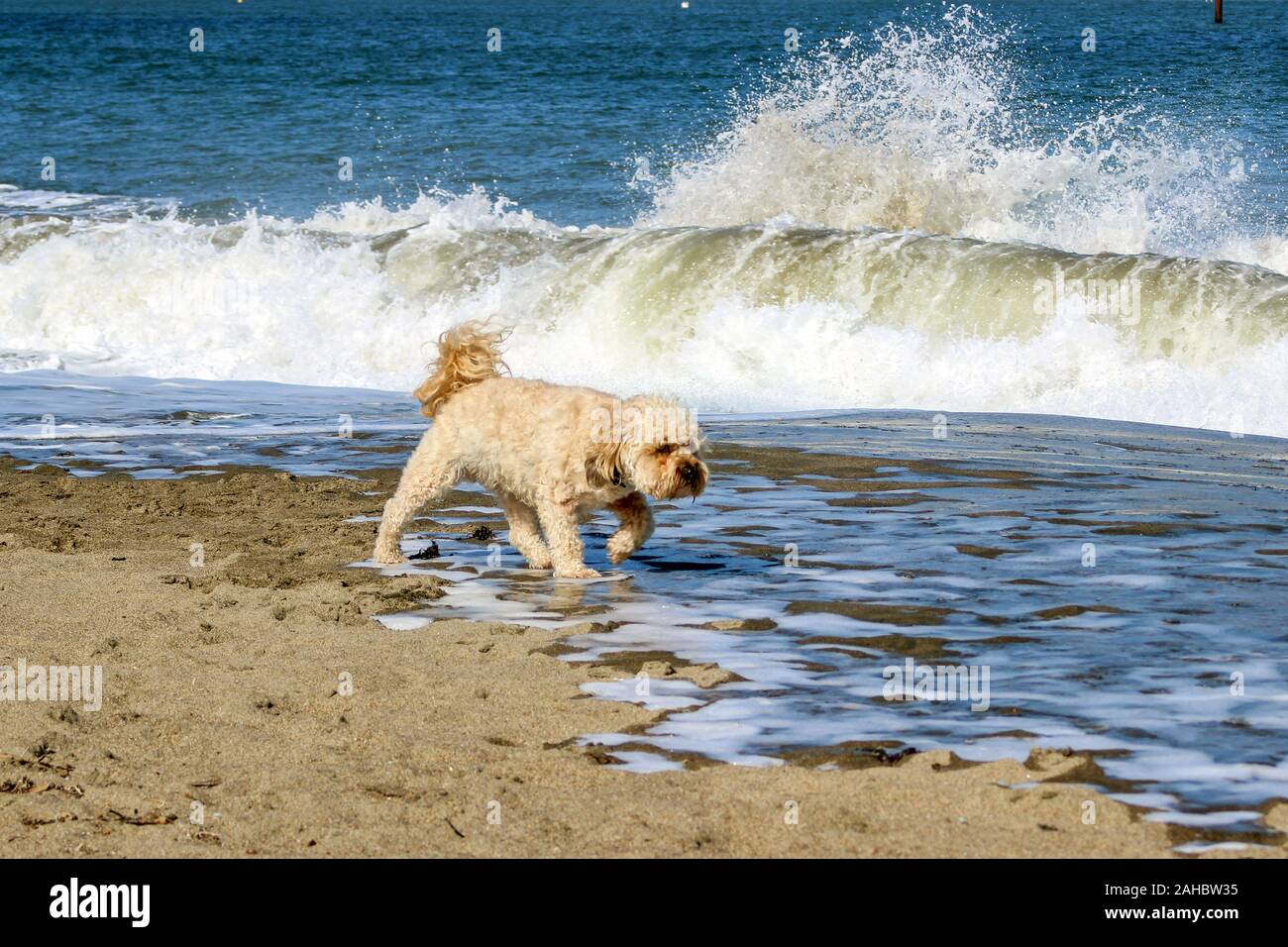 Loose dog on Crissy Field Beach recreational are in San Francisco, United States of America Stock Photo