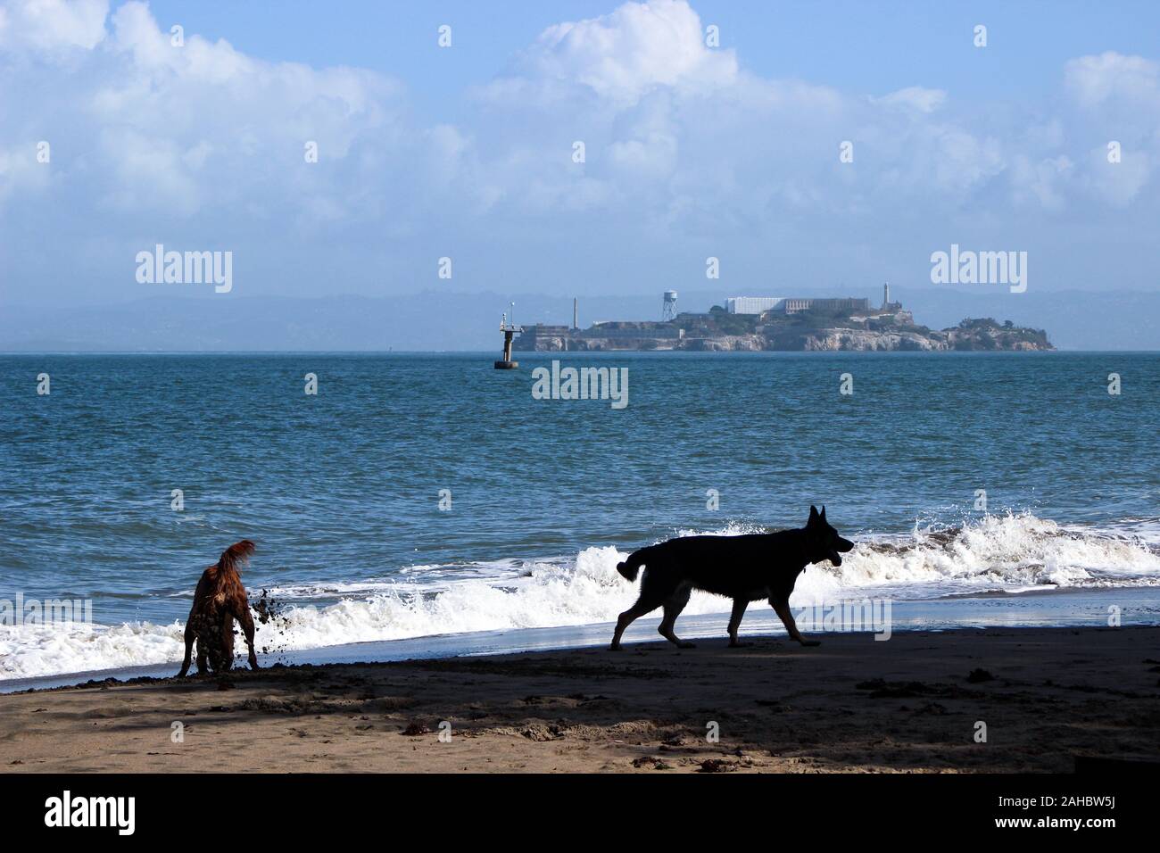Dog silhouettes on Crissy Field Beach recreational area with Alcatraz Island in background in San Francisco, United States of America Stock Photo