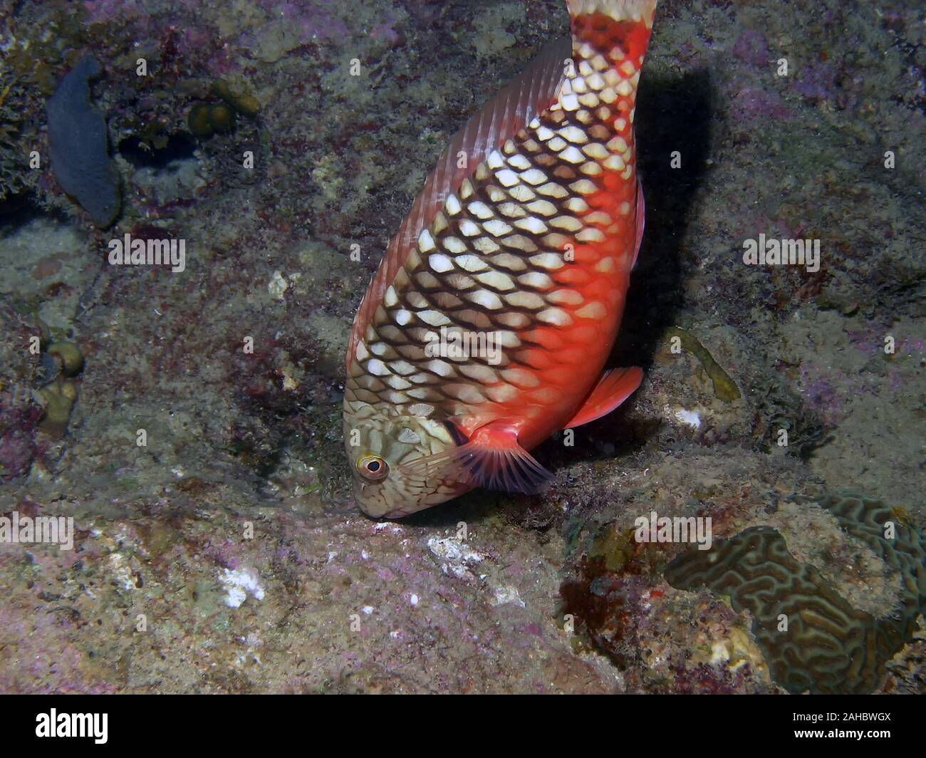 A Stoplight Parrotfish (Sparisoma viride Stock Photo Alamy