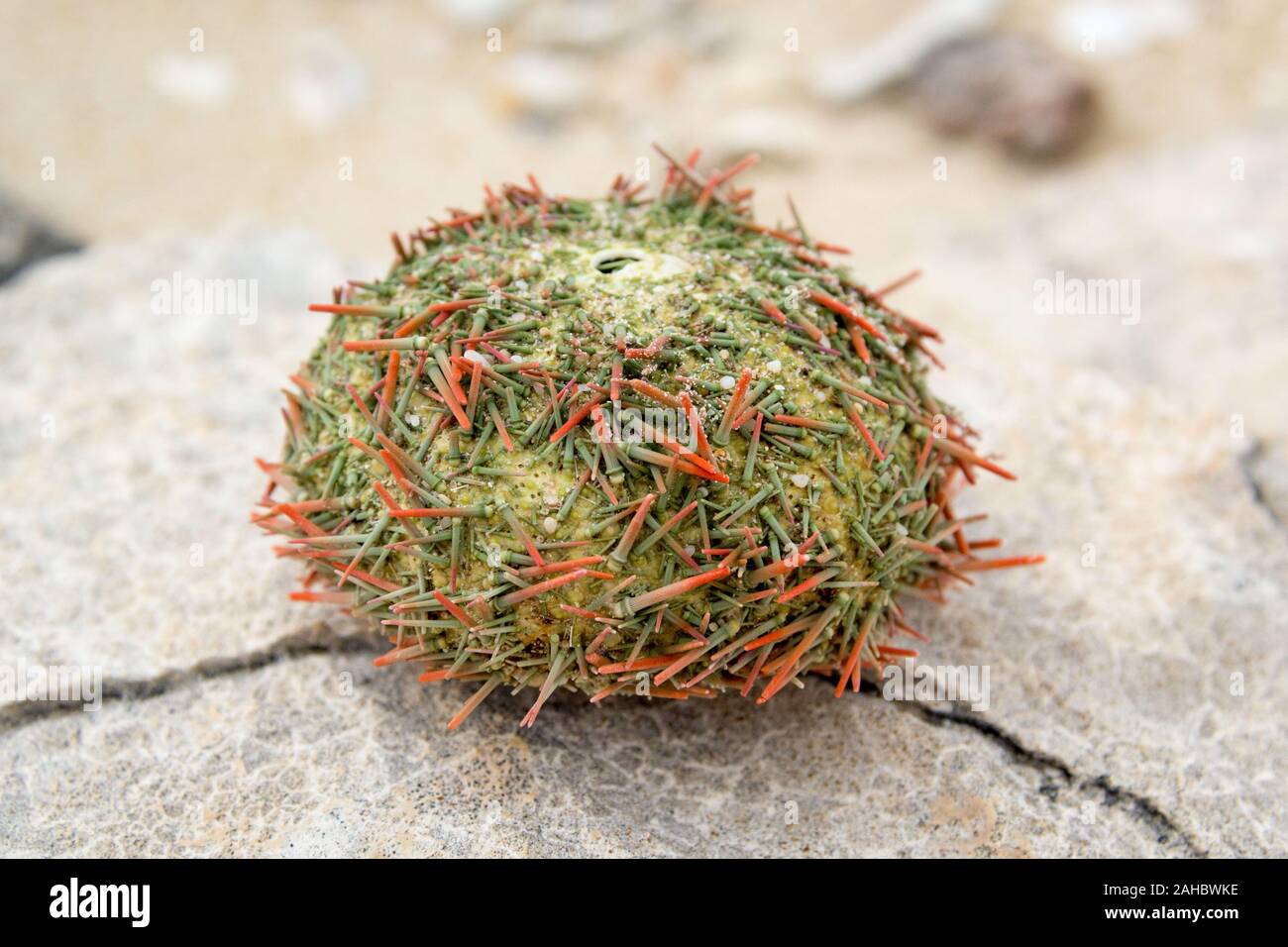 A dried sea urchin with red and green spikes, close up Stock Photo - Alamy