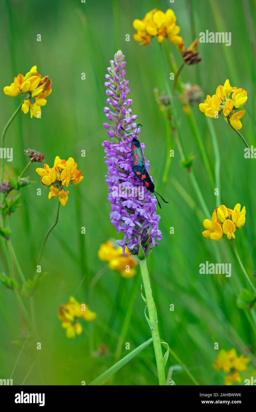 Narrowbordered Fivespot Zygaena lonicerae Beeston common
