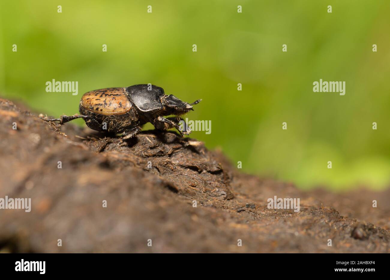 Bull beetle hi-res stock photography and images - Alamy