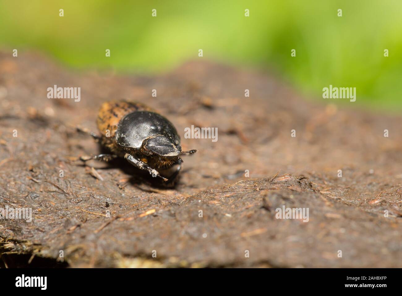 Bull Beetle High Resolution Stock Photography and Images - Alamy