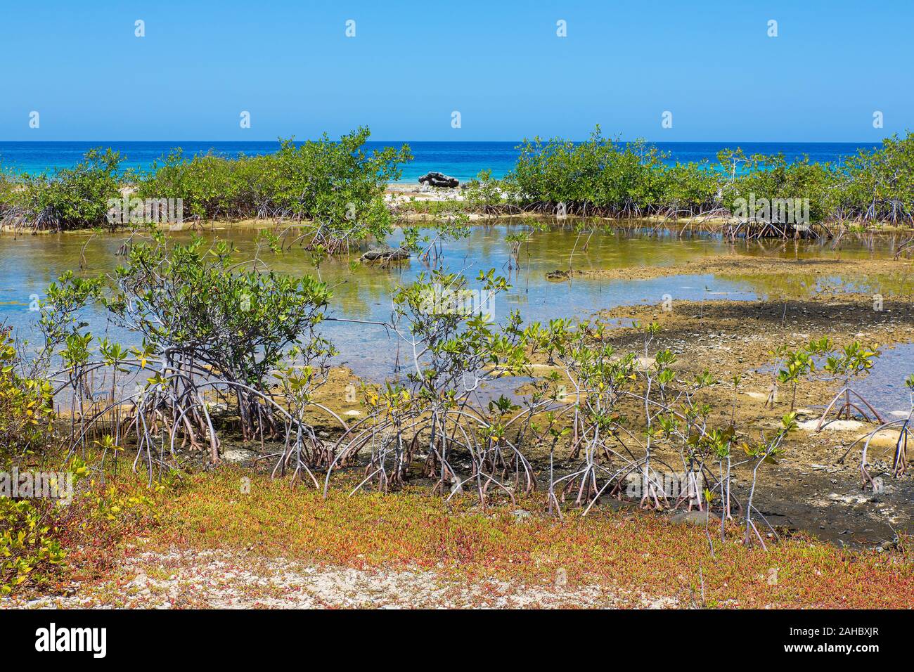 Landscape with mangrove plants at shore of island Bonaire Stock Photo