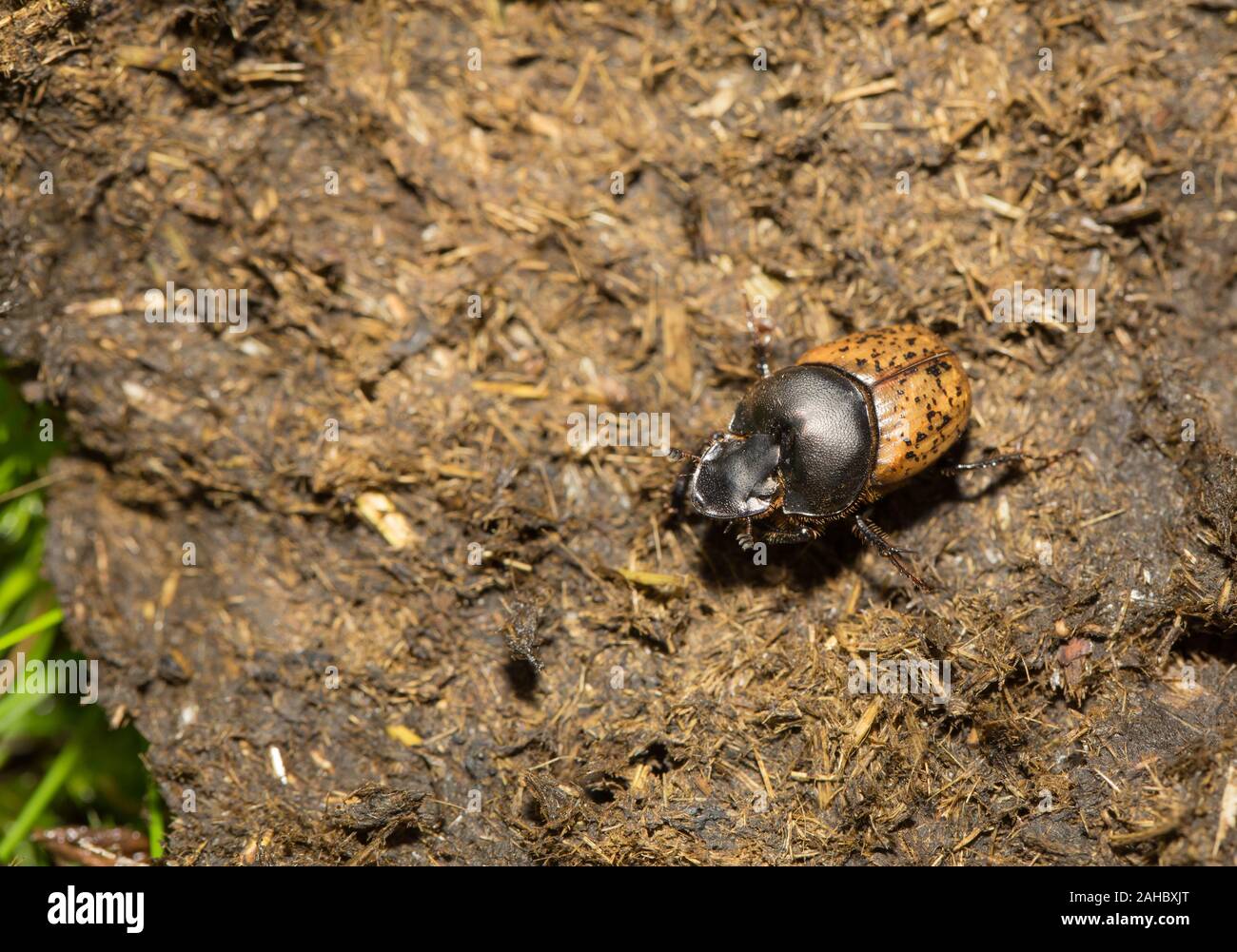 Bull beetle hi-res stock photography and images - Alamy