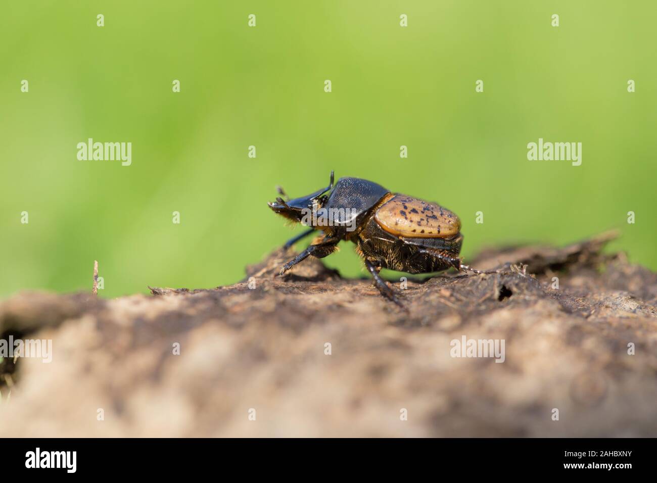 Bull beetle hi-res stock photography and images - Alamy