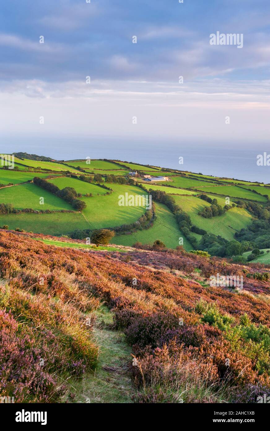 The rolling hills of Exmoor National Park, with rugged, rolling green fields and Purple heathers looking towards the coast and Bristol Channel. Stock Photo