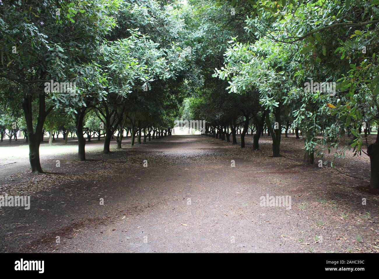 Macadamia trees line this perfect path on a mild summer day in Australia.  The scientific name for these trees is: Macadamia Integrifolia. Stock Photo