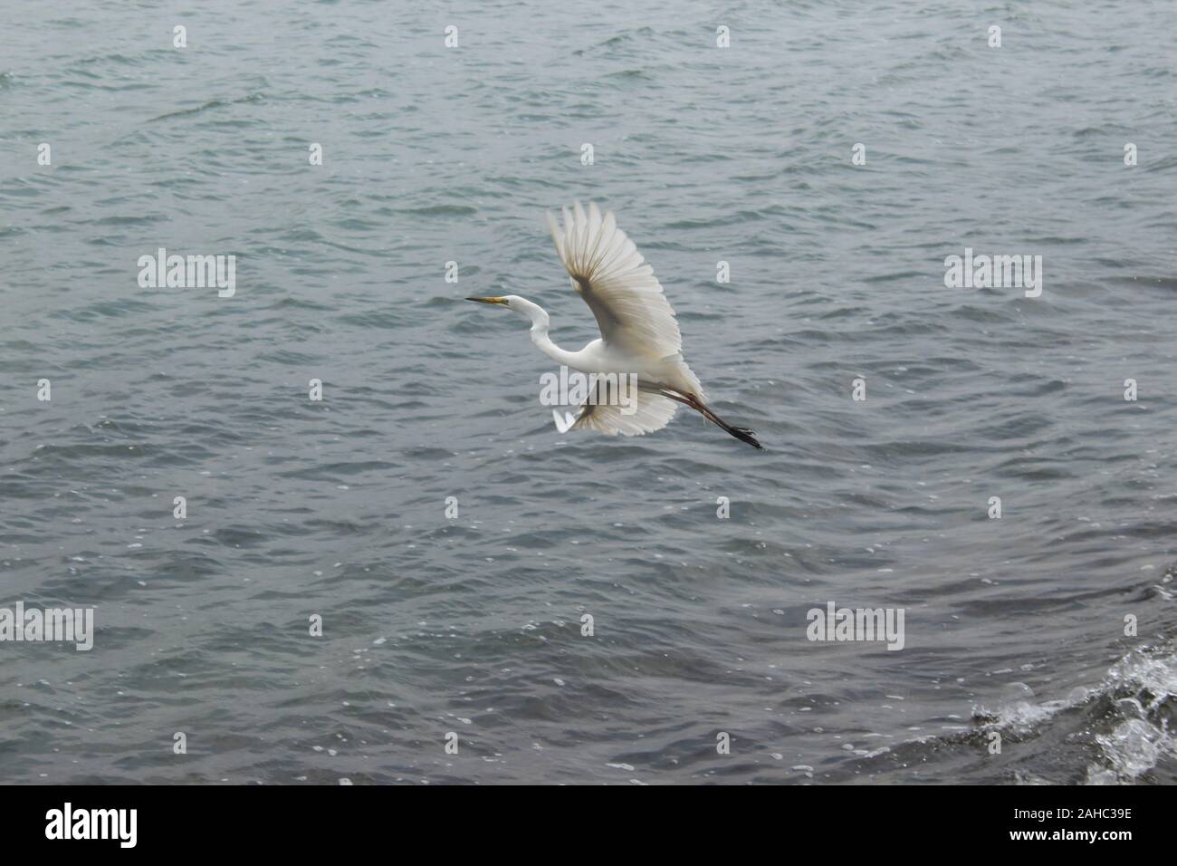 A Great Egret ( often mistaken for a Heron ) takes flight over choppy waters in country Australia.  Scientific name is Ardea Alba. Stock Photo
