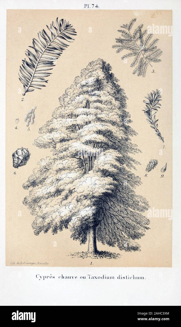 Antique Tree Illustration High Resolution Stock Photography And Images Alamy
