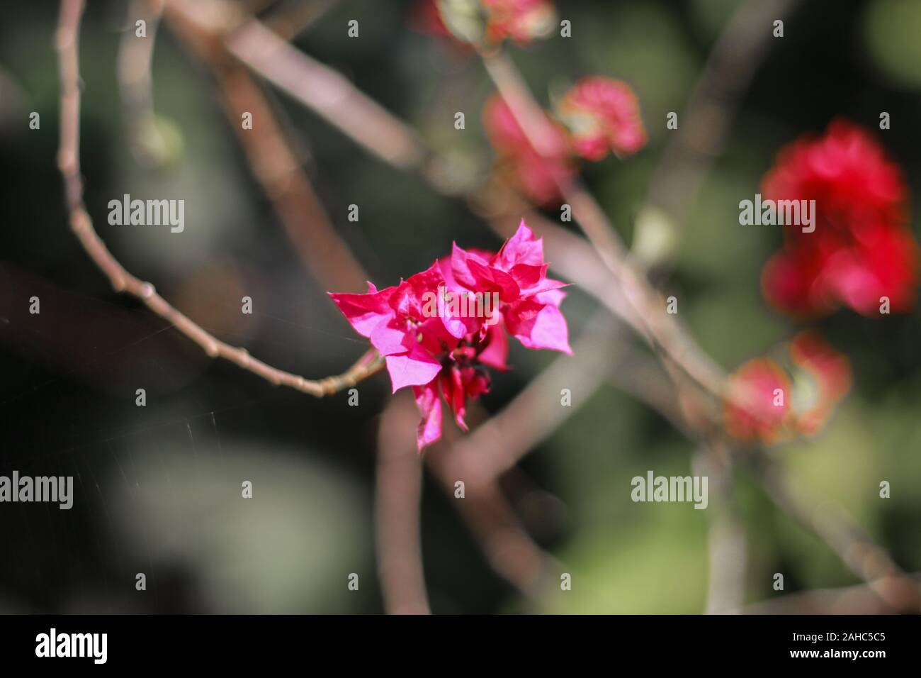 Phlox family flower picture in Bangladesh Stock Photo