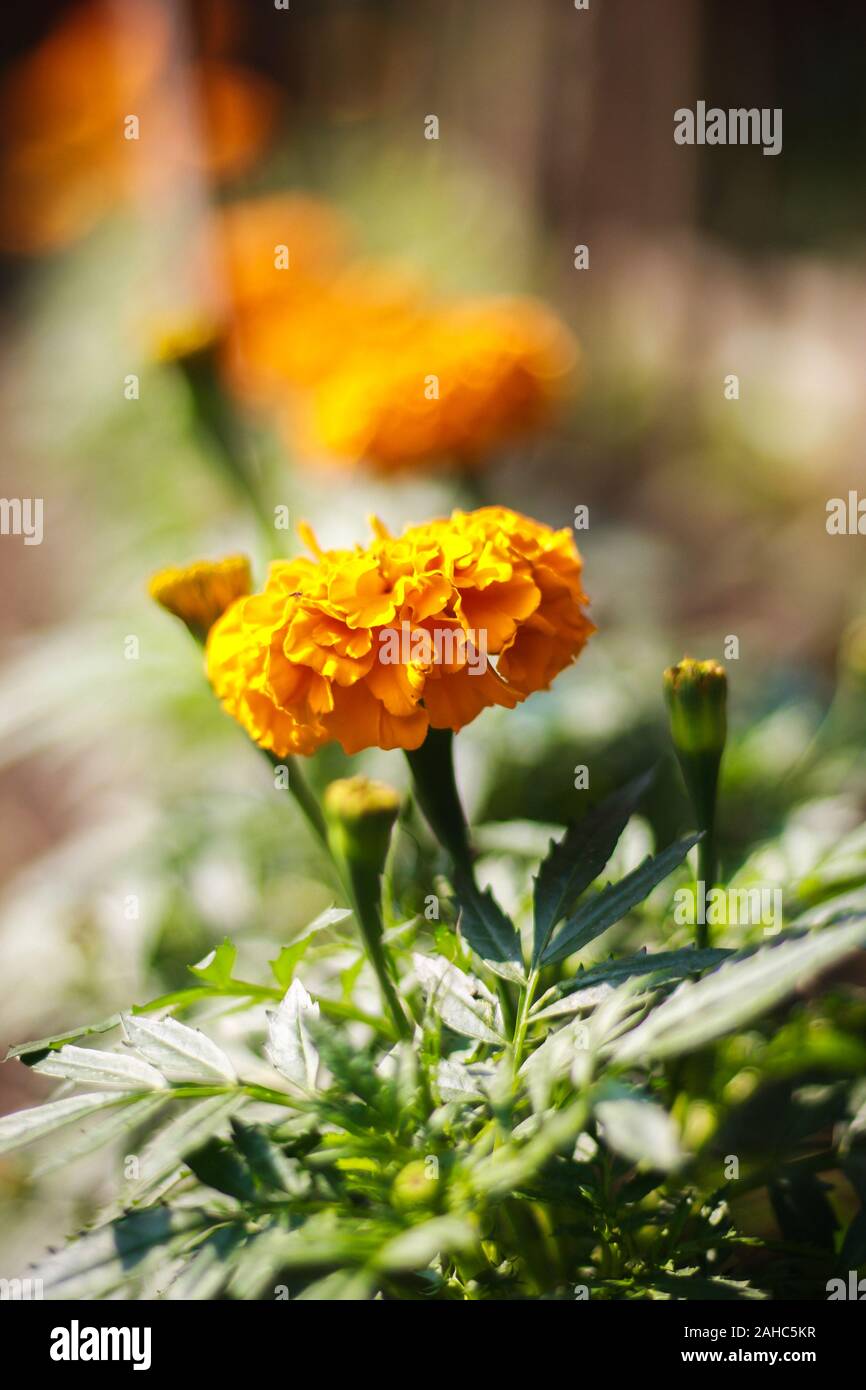 Marigold flower picture in Bangladesh Stock Photo