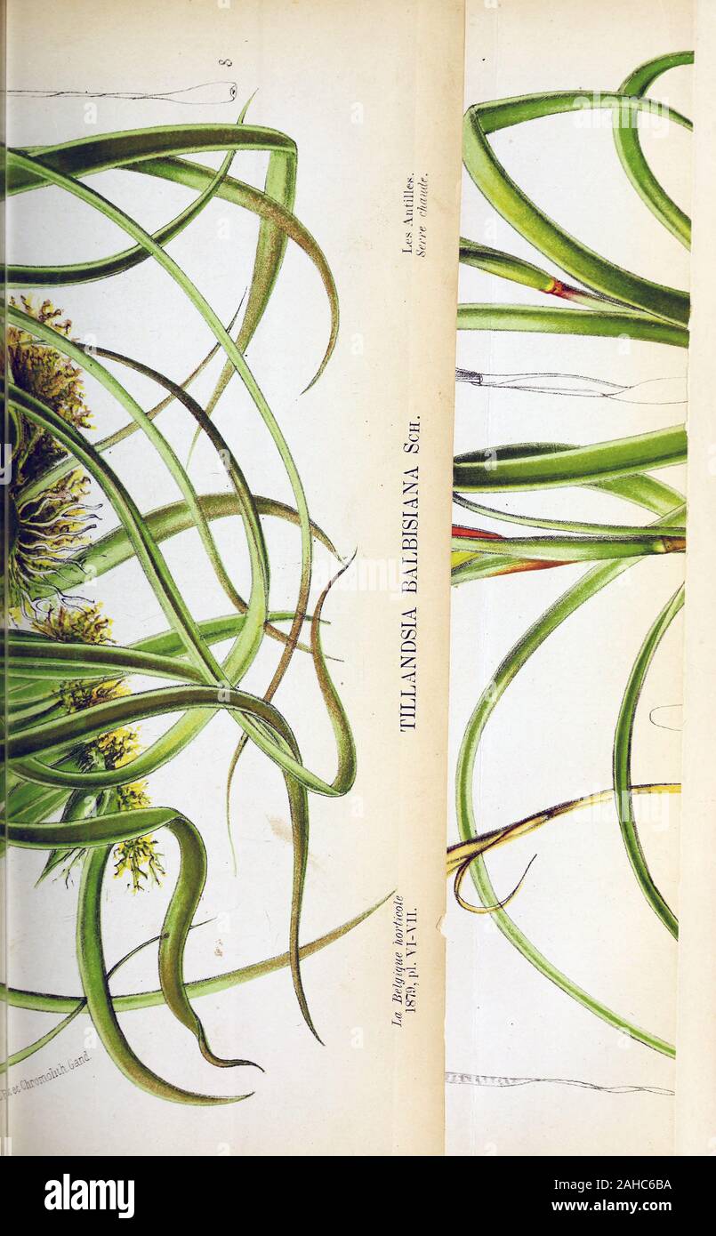 Nature Botanical Plant Flower Garden Green Floral Flora