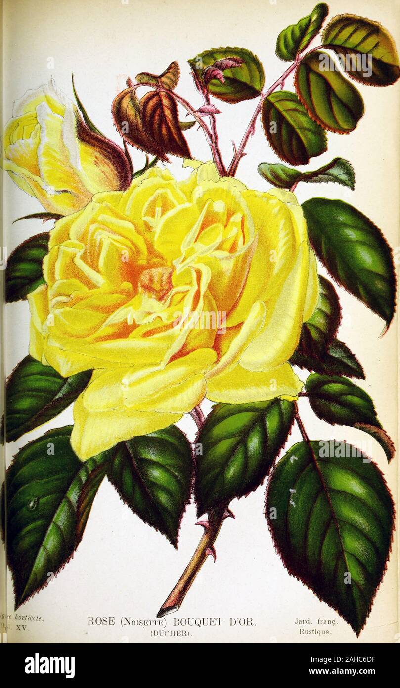 Nature Botanical Plant Flower Garden Green Floral Flora Natural Spring Summer Blossom Beautiful Leaf Botany Beauty Bloom Closeup Fresh Season Decoration Petal Color Bright Blooming Colorful Growth Pattern Illustration Tree