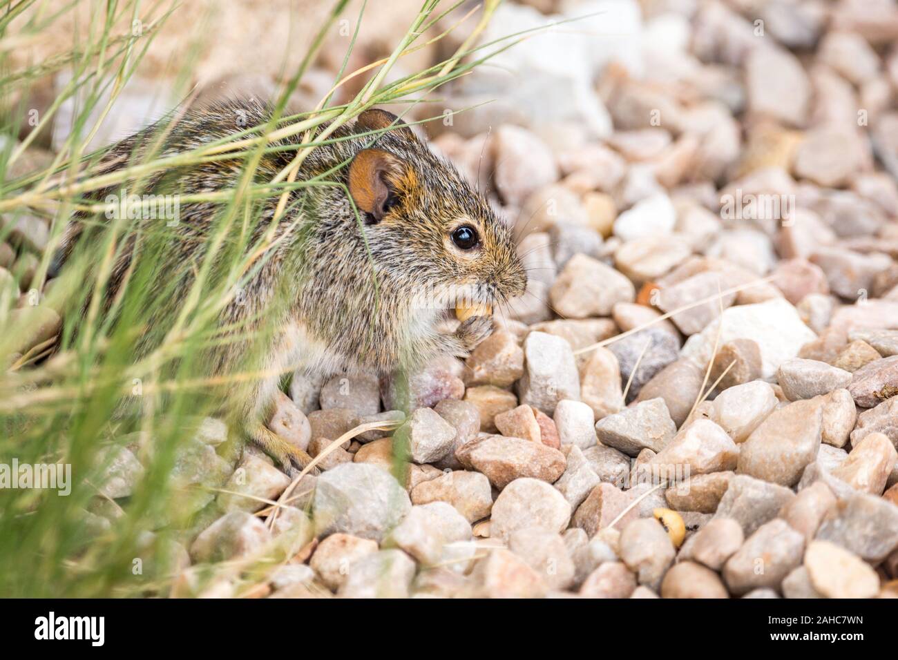 Close up of a Fourstriped grass mouse eating a peanut, South Africa Stock Photo Alamy