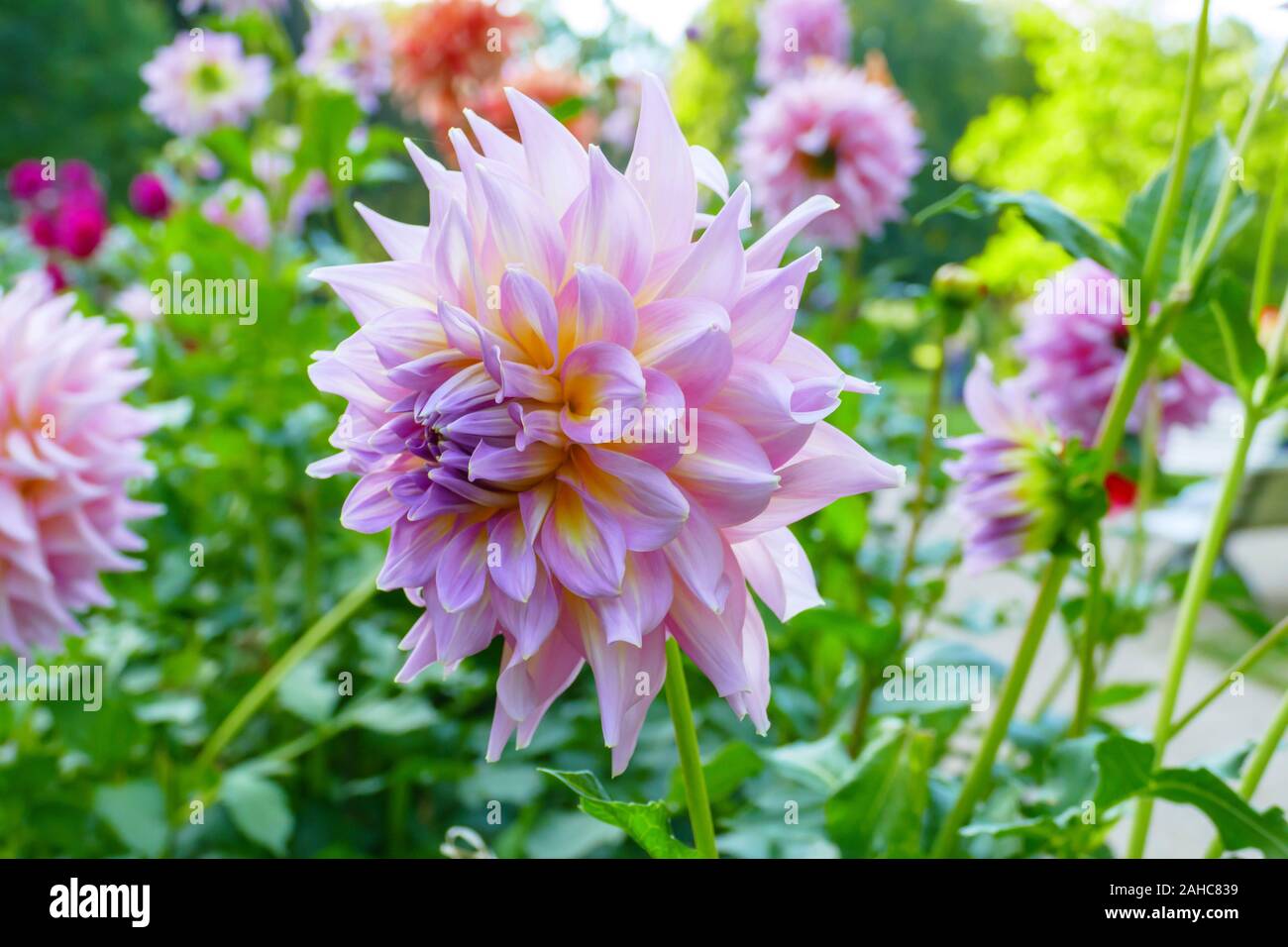 Dahlien im öffentlichen Dahlien Garten, in der Lichtentaler Allee