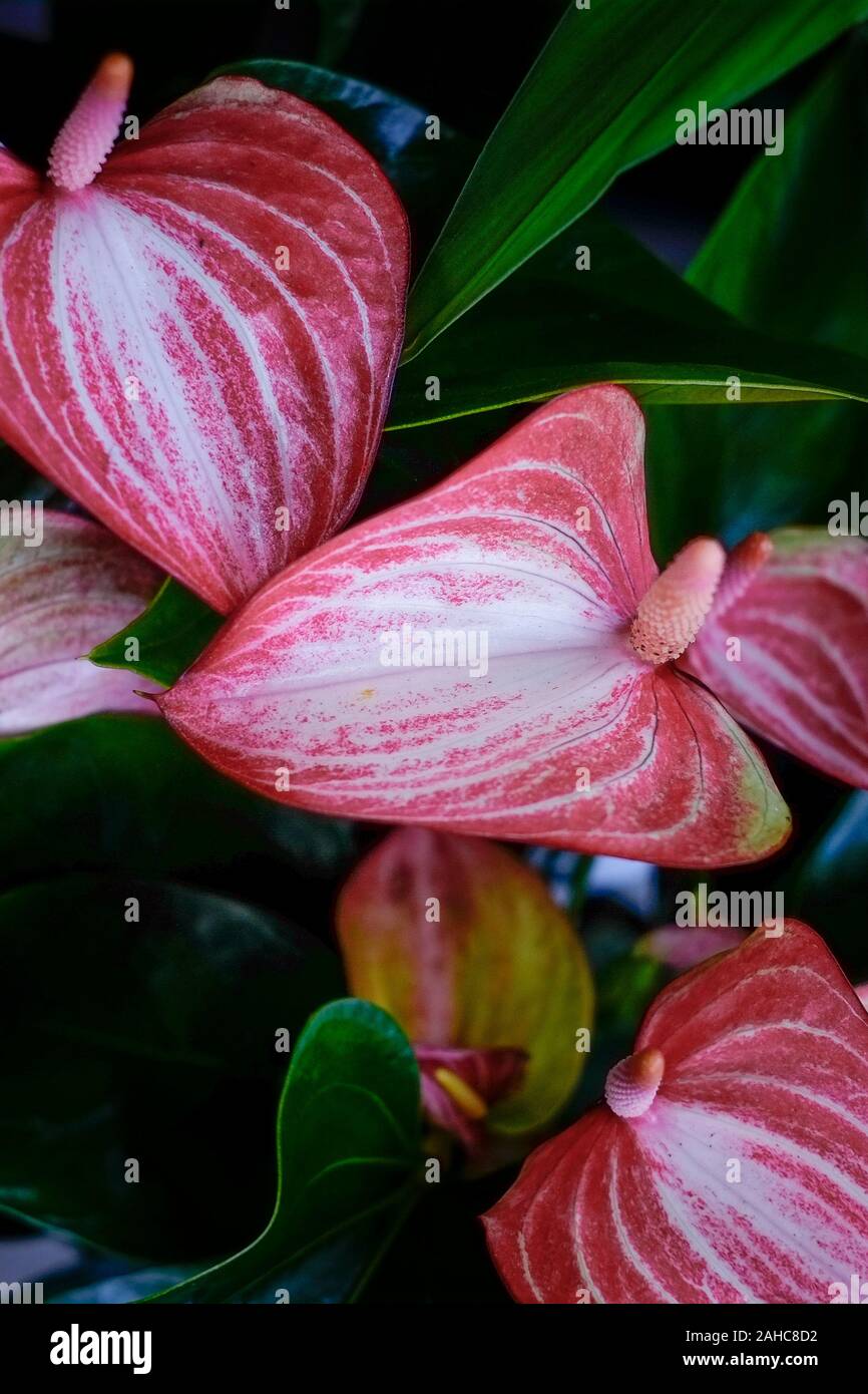The house plant Anthurium Painters Palette Stock Photo Alamy