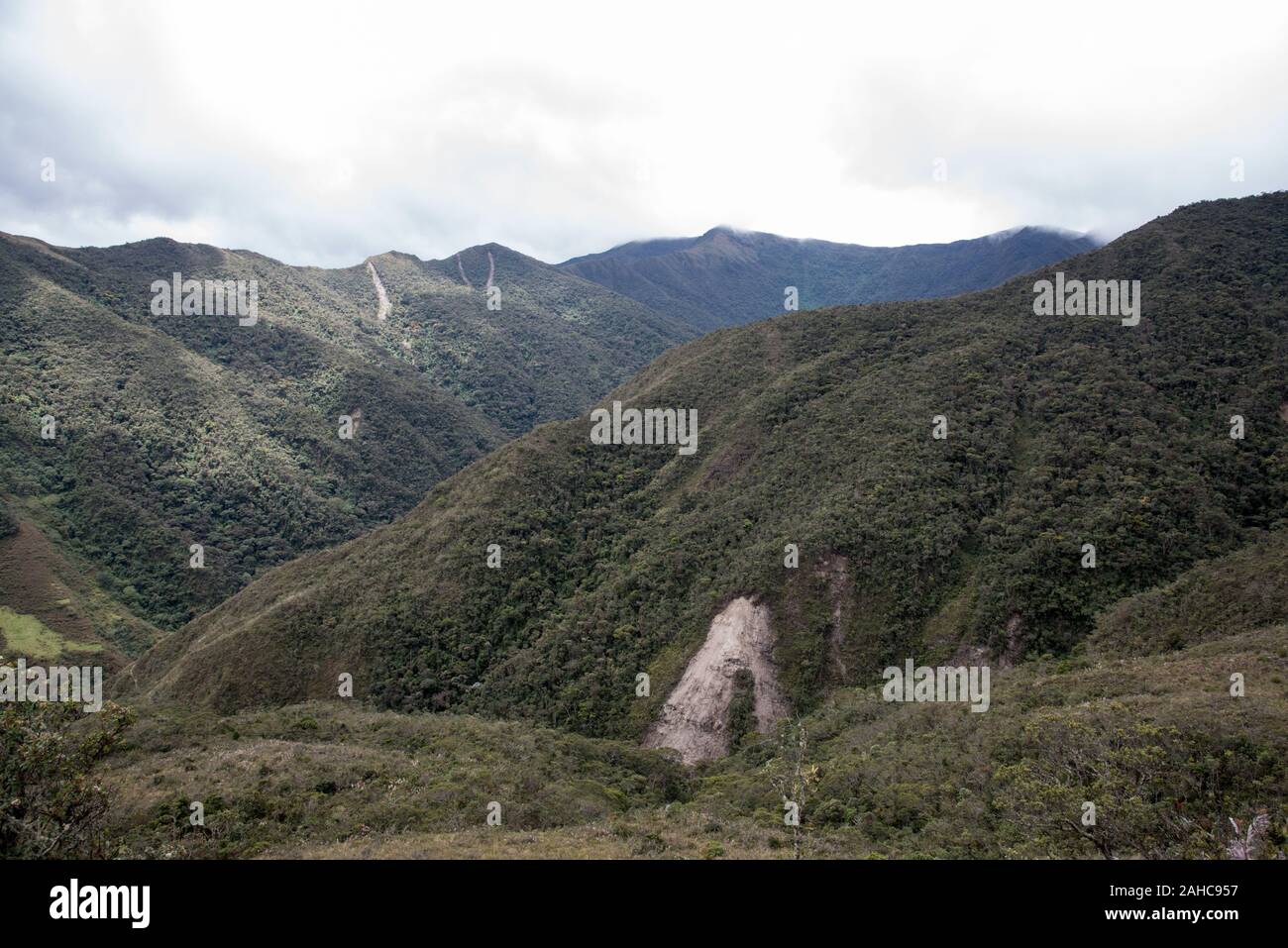 Landslide in primeval forest in the tropical Podocarpus National Park in the Andes at 3000 meter above sea level in Ecuador. Stock Photo