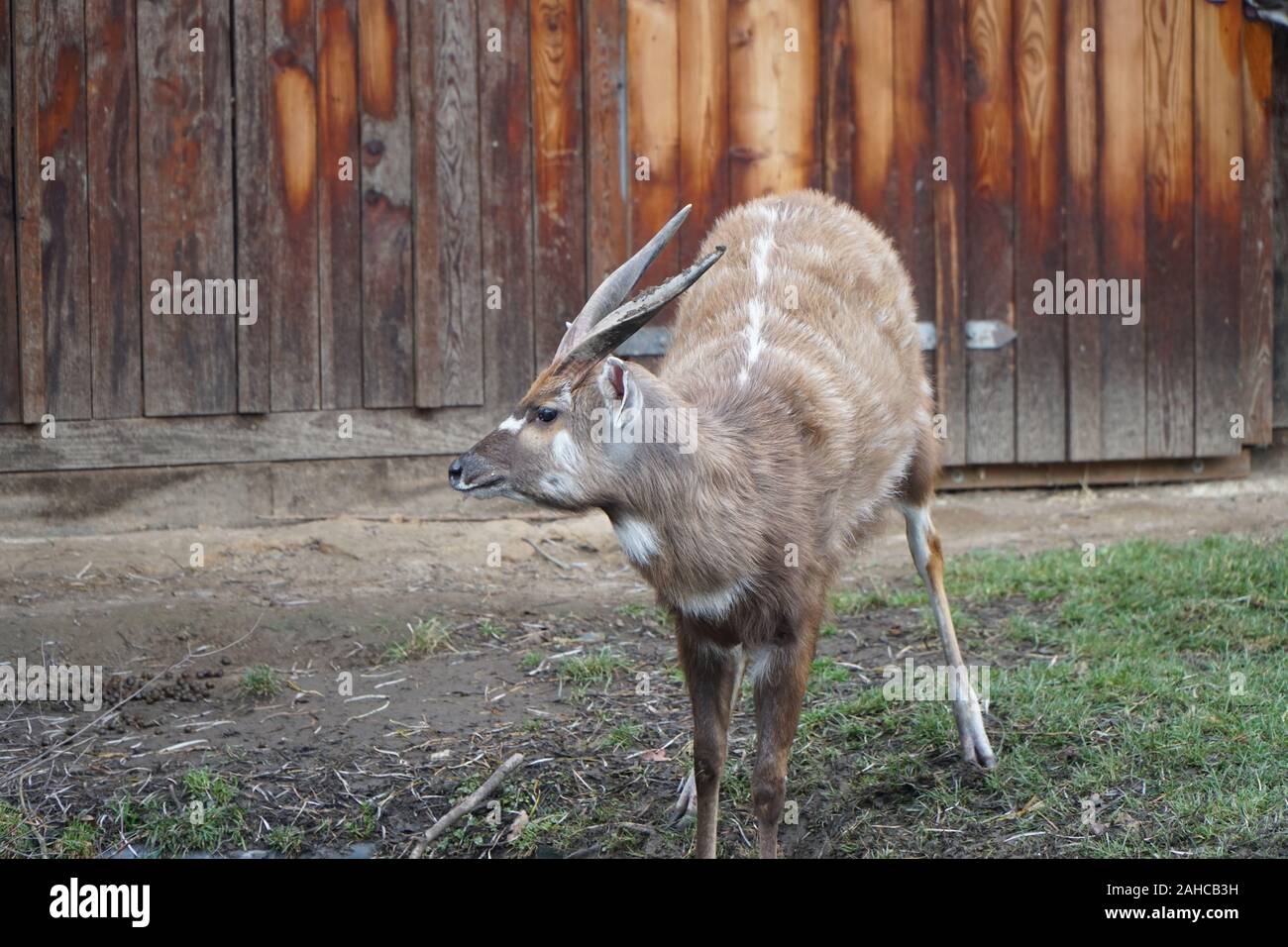 couple of gazelles eating and drinking in the zoo Stock Photo