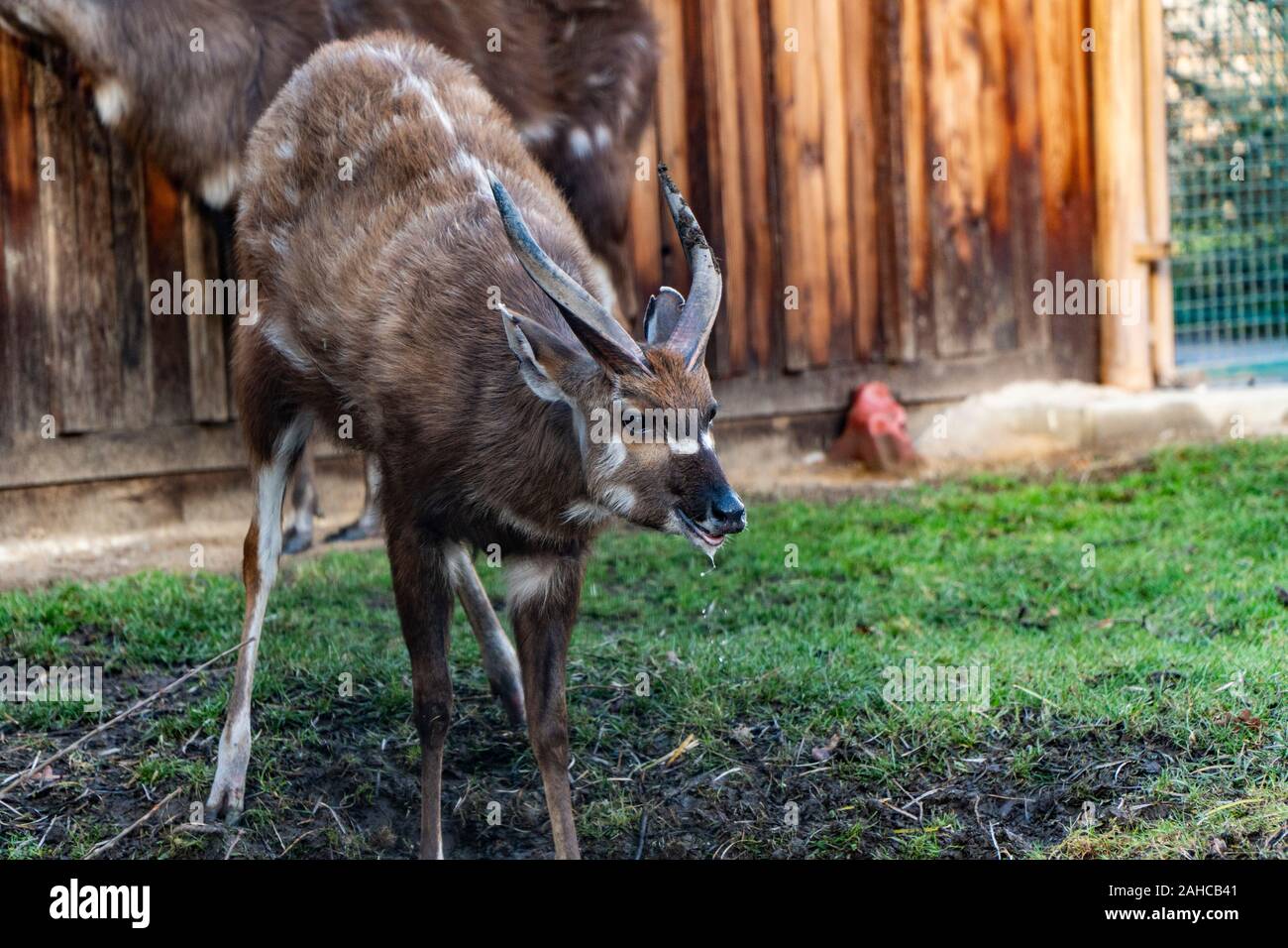 couple of gazelles eating and drinking in the zoo Stock Photo