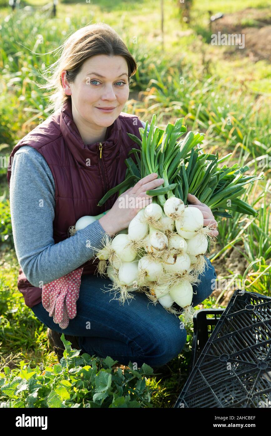 Onion seeds production hi-res stock photography and images - Alamy