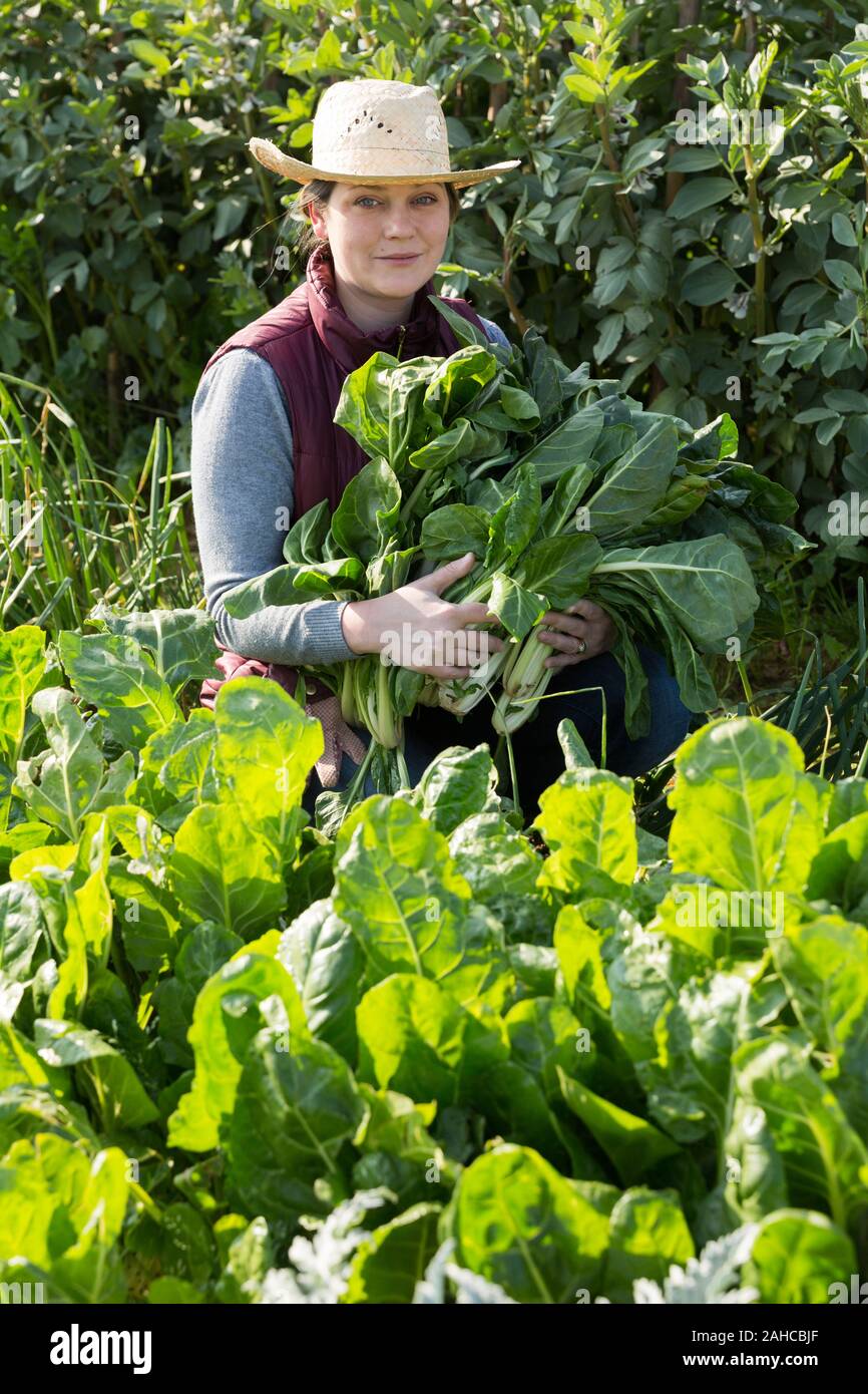 Positive woman harvesting fresh leafy greens on beds of her plantation Stock Photo