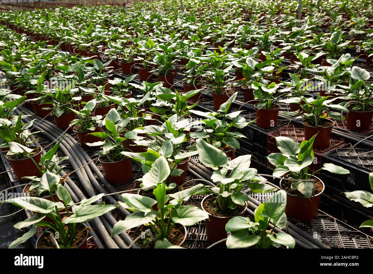 Plantation of asplenium antiquum in greenhouse Stock Photo