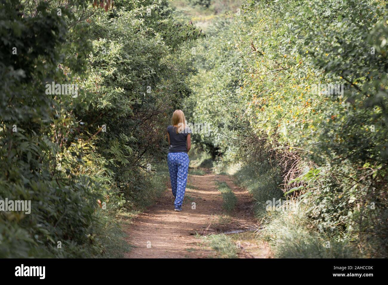rear view of blonde woman walking on forest path Stock Photo