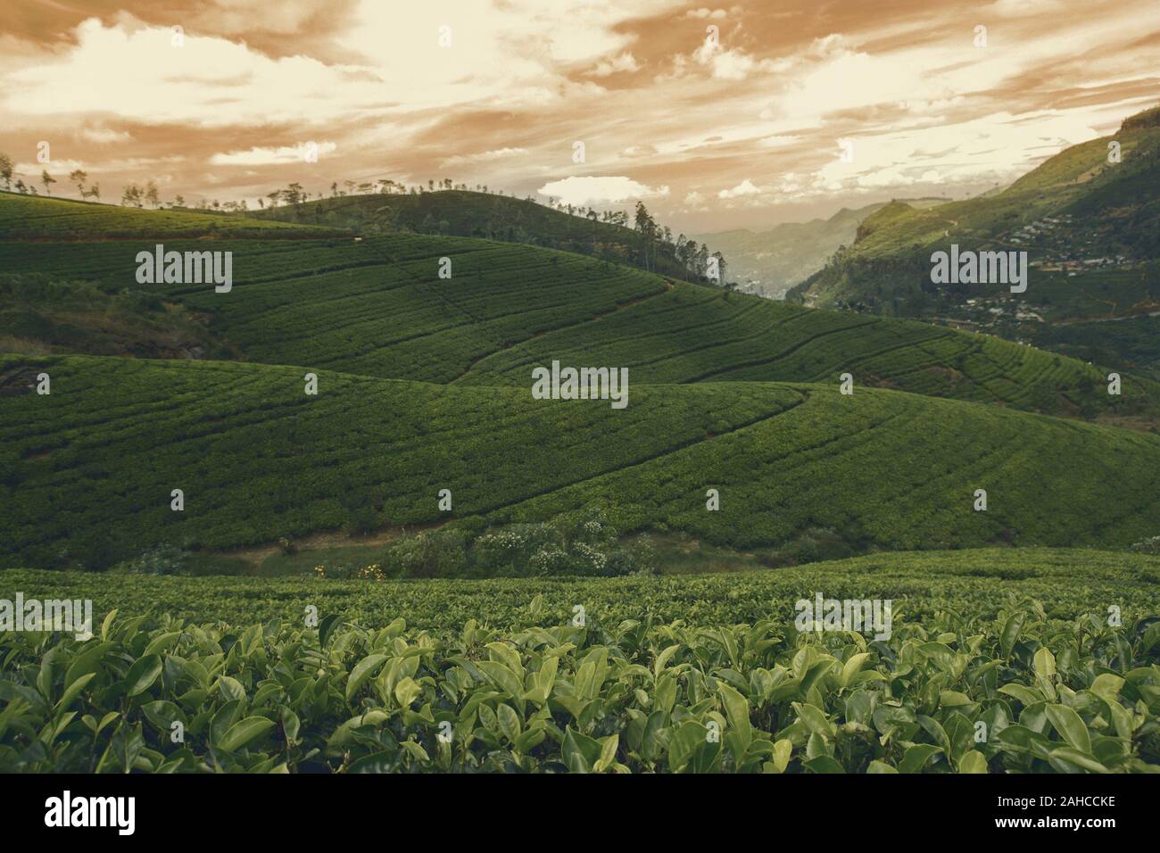 sunset in tea plantation countryside Stock Photo