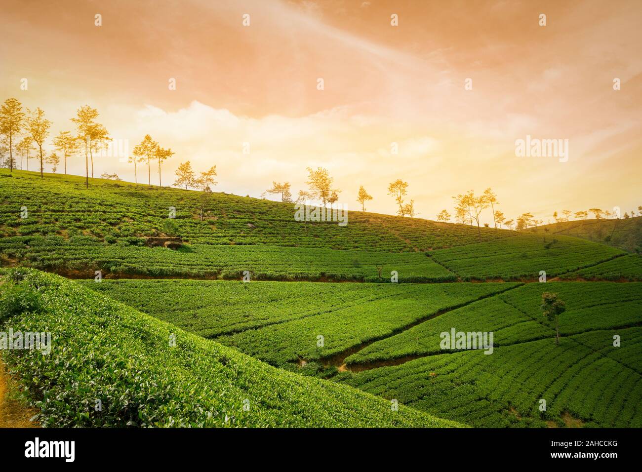 dramatic sunset in tea plantation countryside Stock Photo