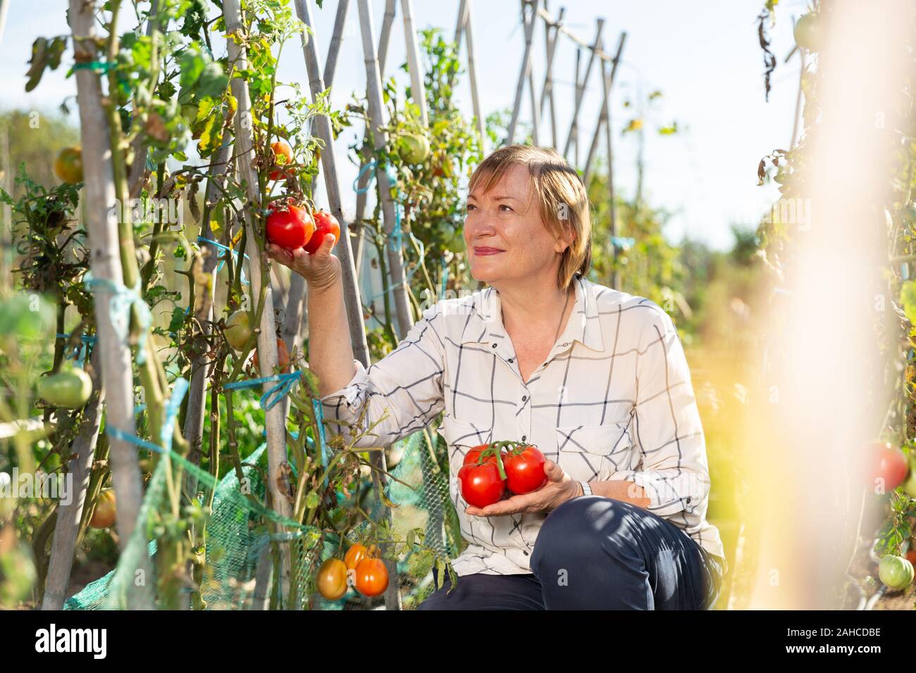 Portrait of elderly woman with harvest of tomatoes on the field Stock ...