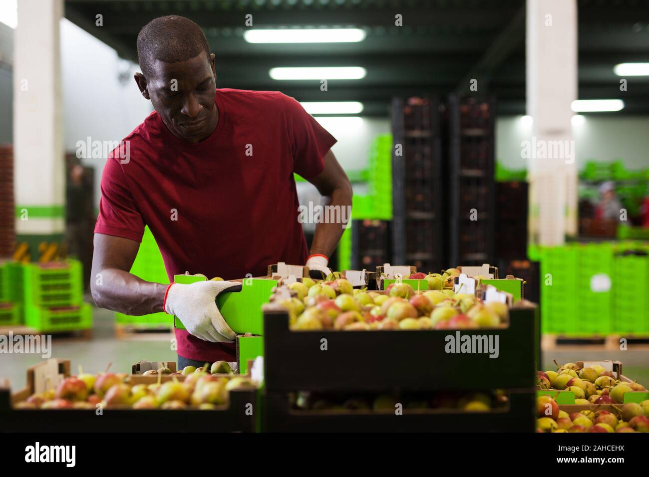 Focused male employee working in fruits sorting department, stacking boxes with harvested pears Stock Photo