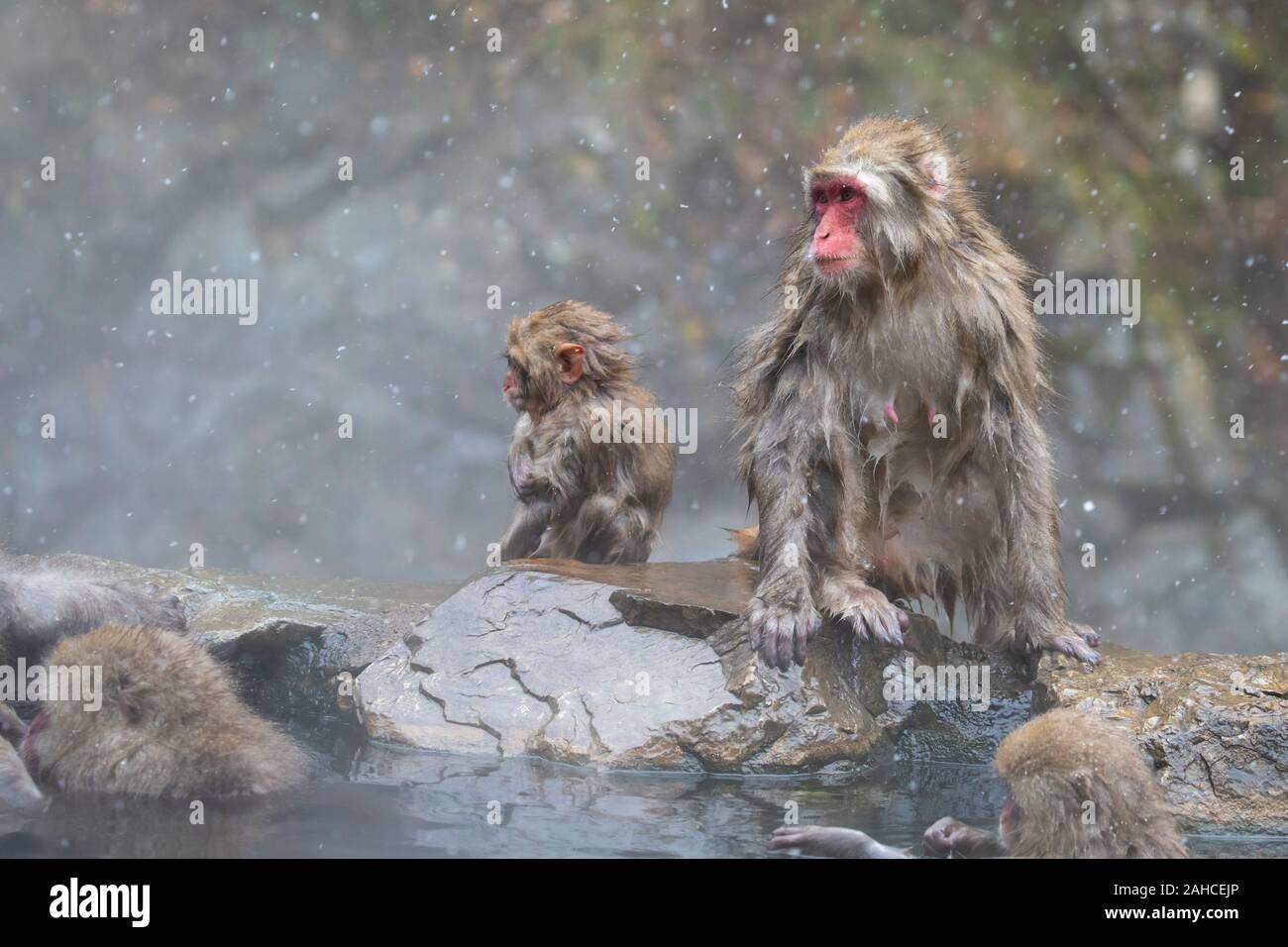 The Japanese macaque, also known as the snow monkey Stock Photo