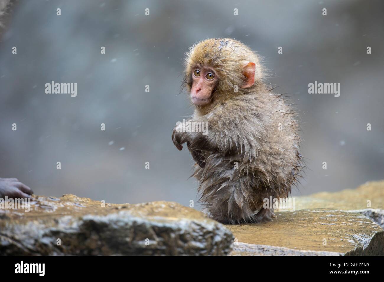 The Japanese macaque, also known as the snow monkey Stock Photo