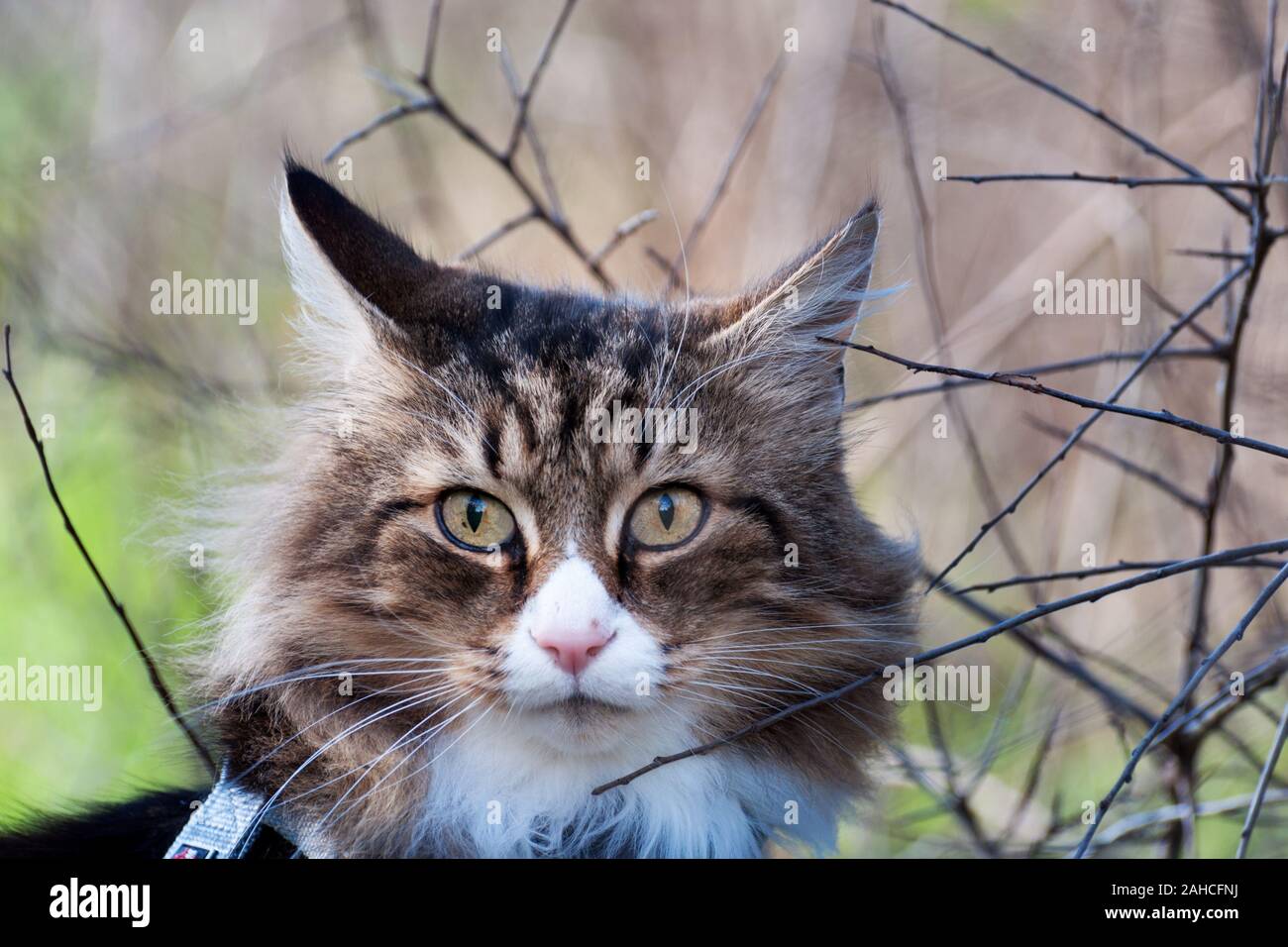 closeup of a beautiful norwegian forest cat sitting in the grass Stock Photo