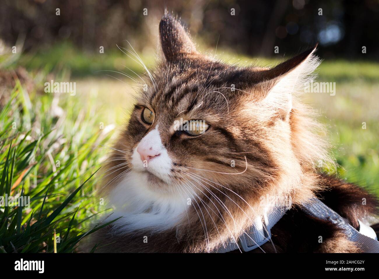 grumpy, angry beautiful norwegian forest cat sitting outdoor Stock Photo