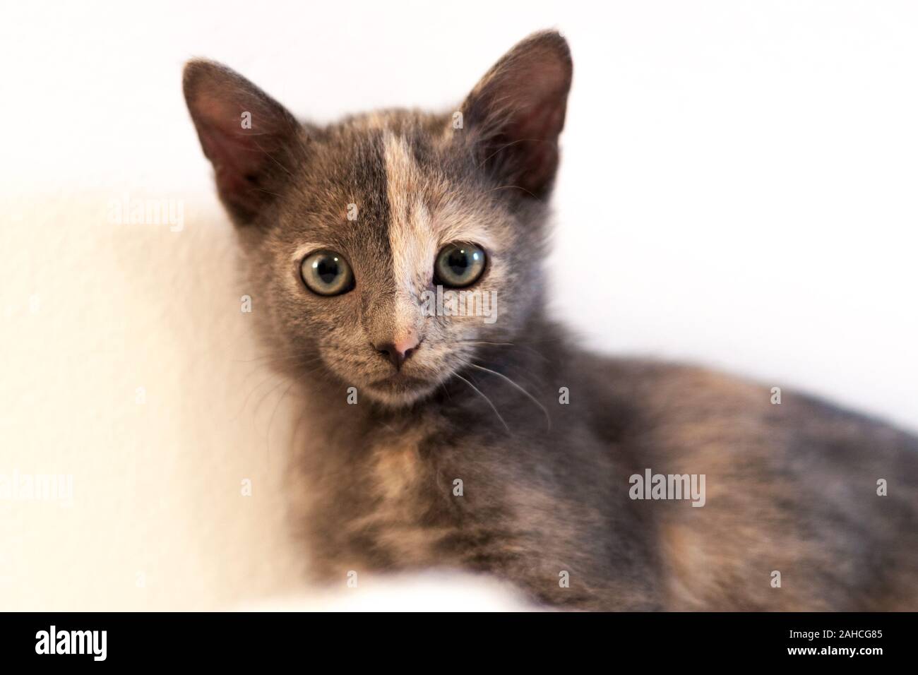 close up of a  two color face kitty looking at the camera Stock Photo