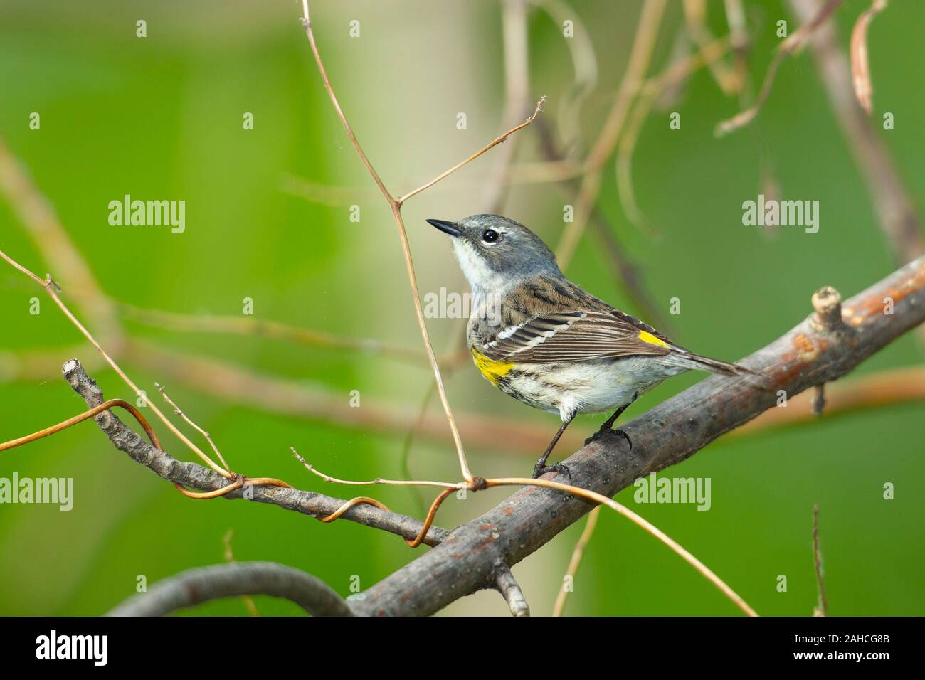 Yellowrumped Warbler (Setophaga coronata), juvenile Stock Photo Alamy