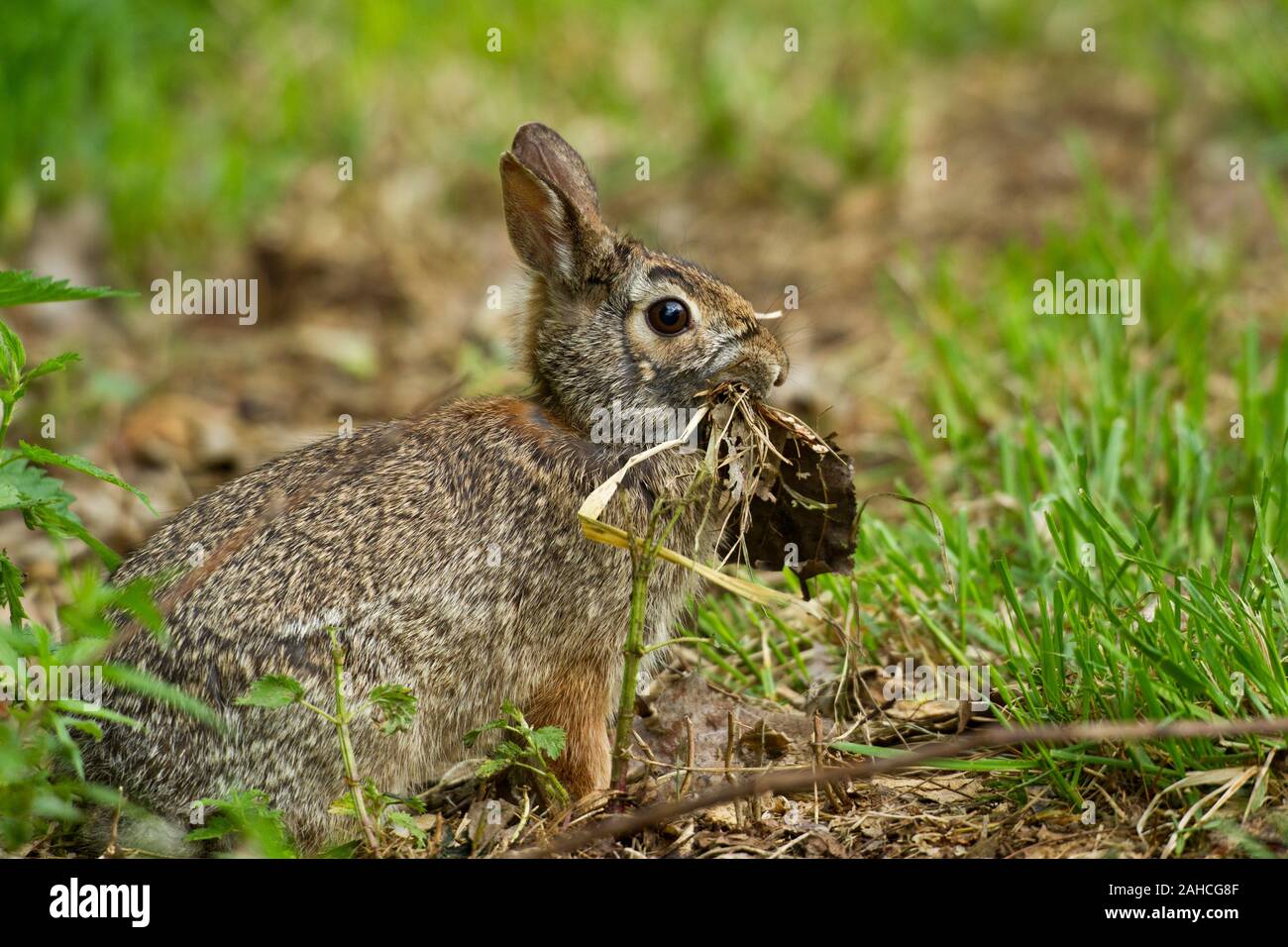 Eastern Cottontail Rabbit (Sylvilagus floridanus) with mouthful of dry